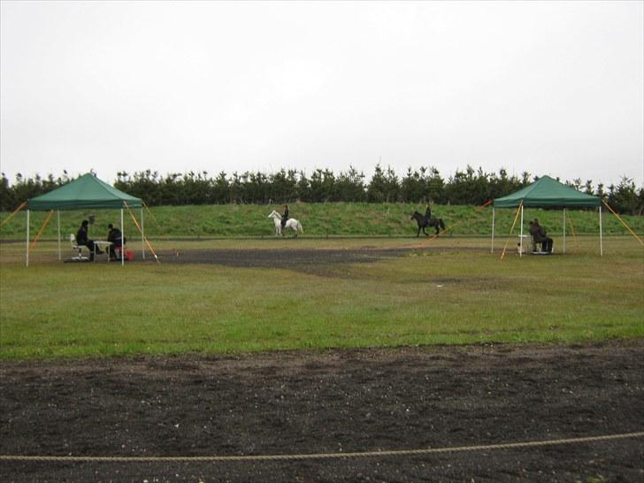 Islænder Assa billede 6