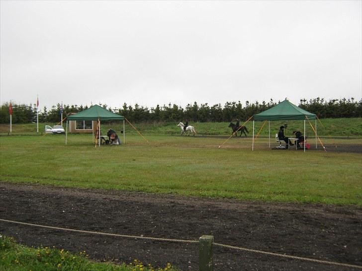 Islænder Assa billede 7