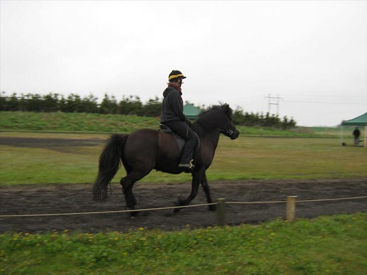 Islænder Assa billede 8