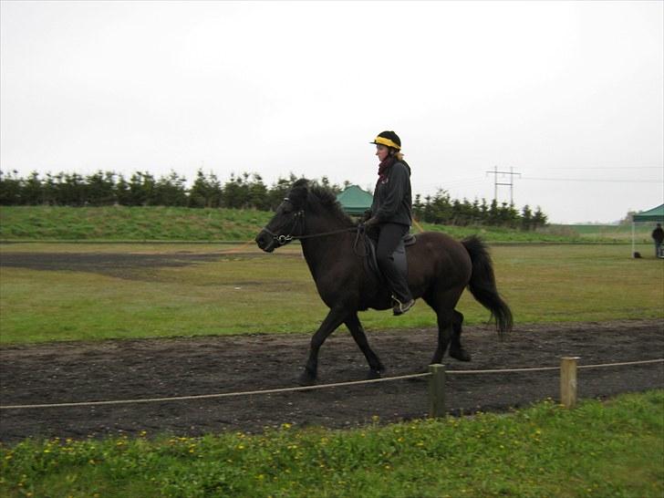 Islænder Assa billede 9