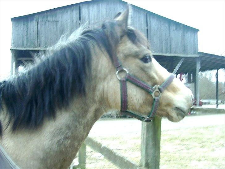 Welsh Partbred (Sec F) tivall <3 *gl. part* - hmmm græs foto: mig billede 8