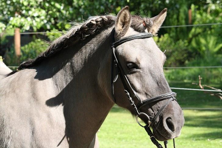 Islænder Sunna fra Vrangbækgård - Sunna den 29.5.2010 med flette man, Foto: Kenneth Møller billede 2
