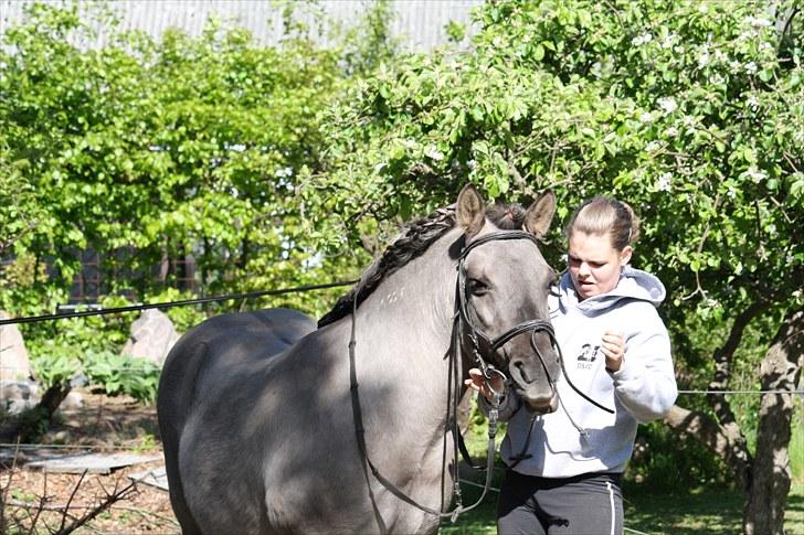 Islænder Sunna fra Vrangbækgård - Sunna & mig den 29.5.2010 med flette man, Foto: Kenneth Møller billede 14