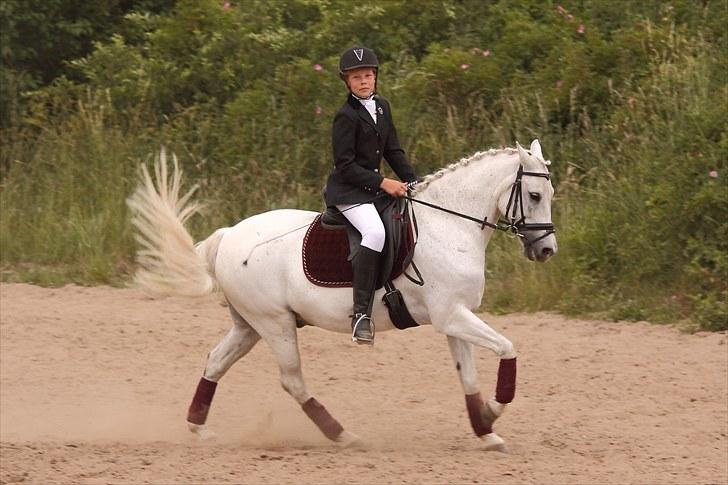 Anden særlig race Søvinds Silvermoon  SOLGT billede 19