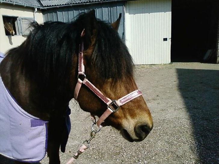 Anden særlig race Aagårdens Tess (Nullsen) - Velkommen :) billede 1