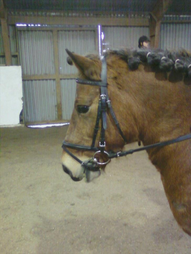 Anden særlig race Aagårdens Tess (Nullsen) - Første stævne på Tess 1.plads :D billede 2