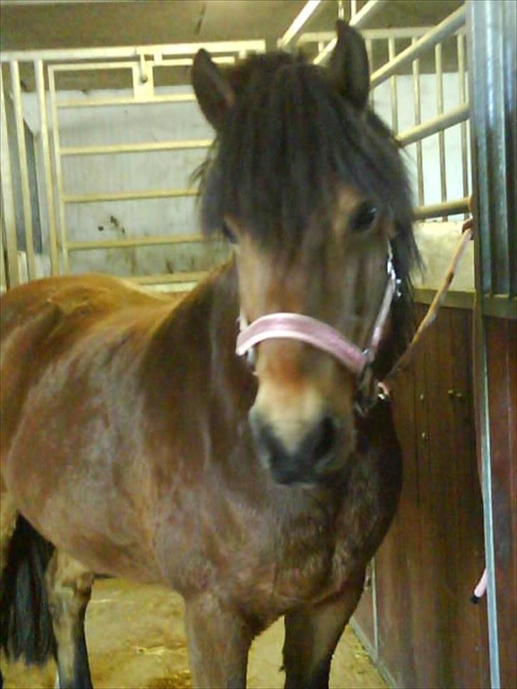 Anden særlig race Aagårdens Tess (Nullsen) billede 3