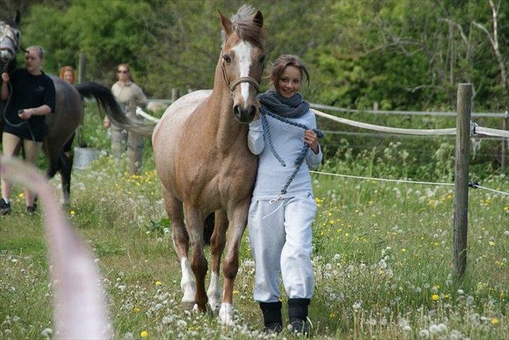 Anden særlig race Snowie - Dejlige pony.. billede 7