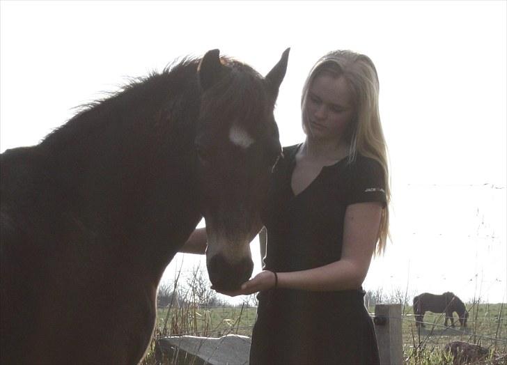 Welsh Partbred (Sec F) Backersdals Gaston  - Elsker dig! <3 Foto: Emma Marie Thomsen ;) billede 9