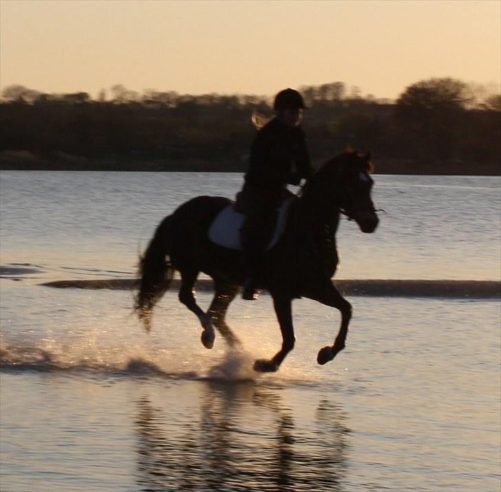 Welsh Partbred (Sec F) Backersdals Gaston  - Dejlig Galop ved stranden! ;) Foto: Mor billede 10