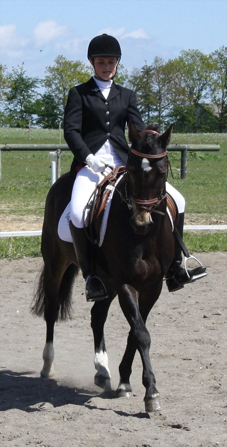 Welsh Partbred (Sec F) Backersdals Gaston  - Evt Smuk??;] Foto: Mor billede 11