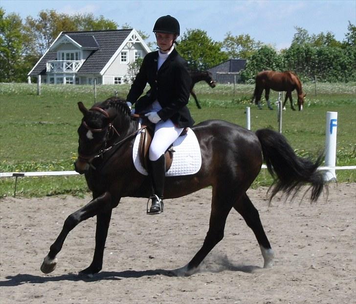 Welsh Partbred (Sec F) Backersdals Gaston  - Til Stævne, er man ikke bare lidt lækker?? Foto: Mor billede 12