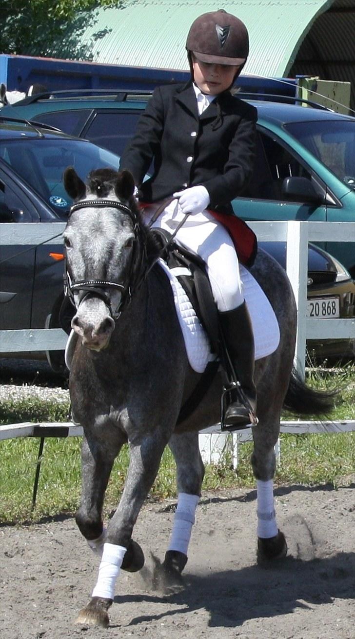 Anden særlig race Hubert billede 8