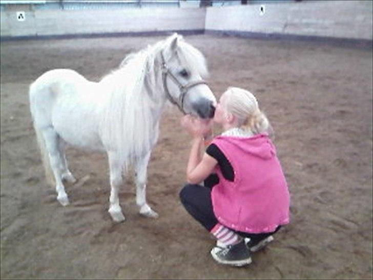 Shetlænder Snehvide R.I.P - Foto: Kia - du er bare perfekt pony! i: billede 8