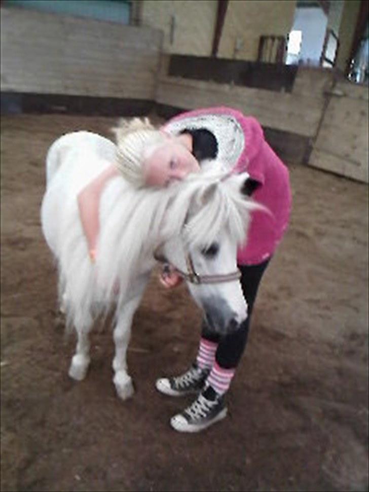 Shetlænder Snehvide R.I.P - Foto: Kia  - du kan tage mig op du er den eneste den eneste der tar mig til stjerne! $; billede 11