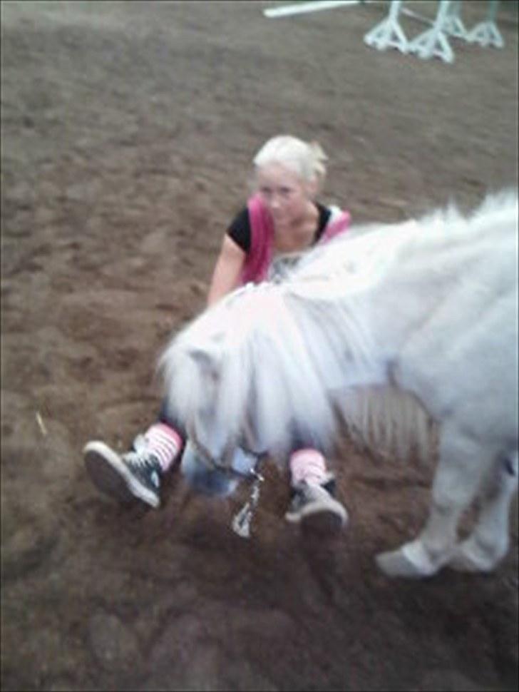 Shetlænder Snehvide R.I.P - Foto: Kia  - elsker og putte med dig prinsesse $; billede 12