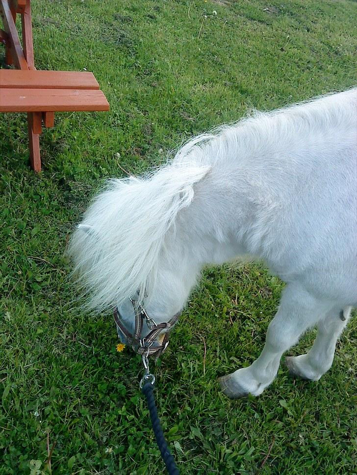 Shetlænder Snehvide R.I.P - Foto: Signe Johansen - Deligt med noget græs :D billede 13