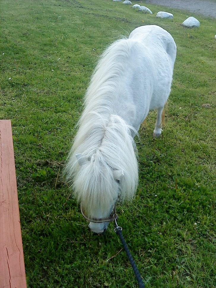 Shetlænder Snehvide R.I.P - Foto: Signe Johansen - Dejligt med noget græs :D billede 14