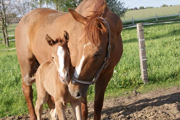 Dansk Varmblod Yatzie Dandanel billede 5