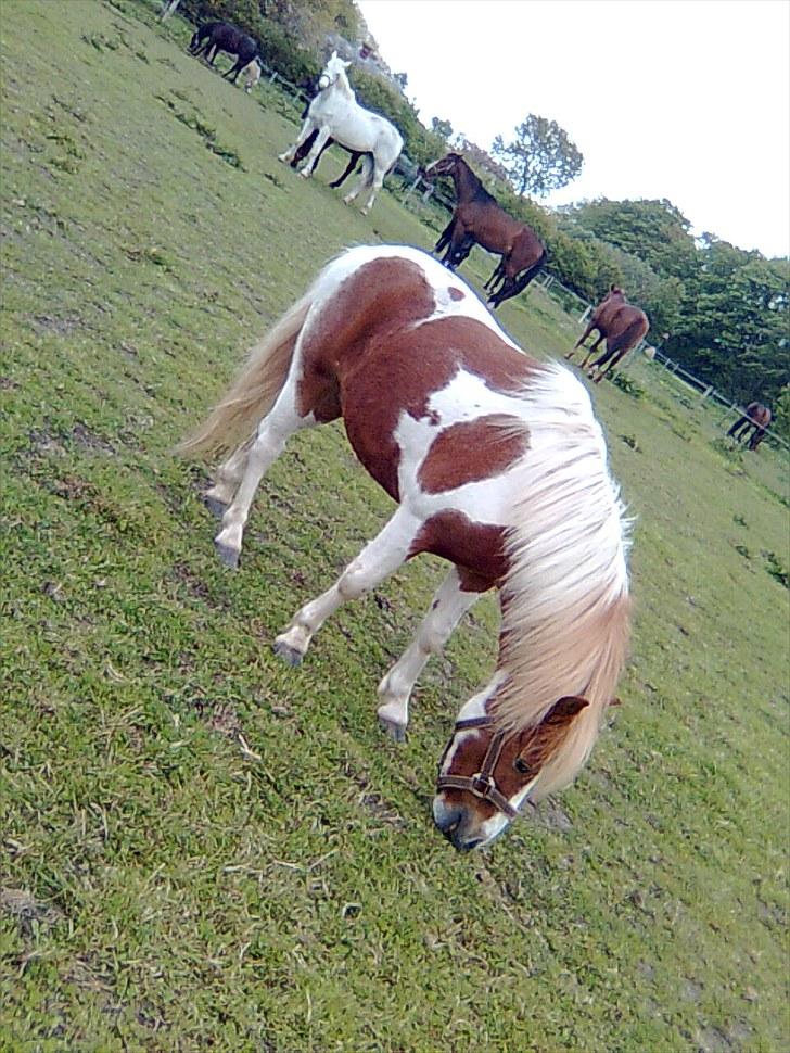 Shetlænder Futte (tidl. redet) - Futte-manden græsser:-D har et lille problem og vende det lidt stråt :-D hihi billede 19