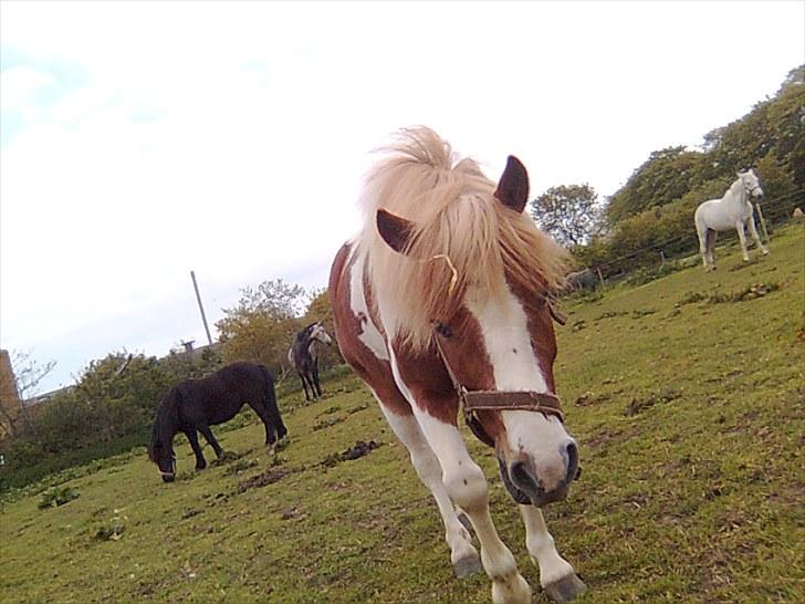 Shetlænder Futte (tidl. redet) - futte-manden kommer :-D billede 20