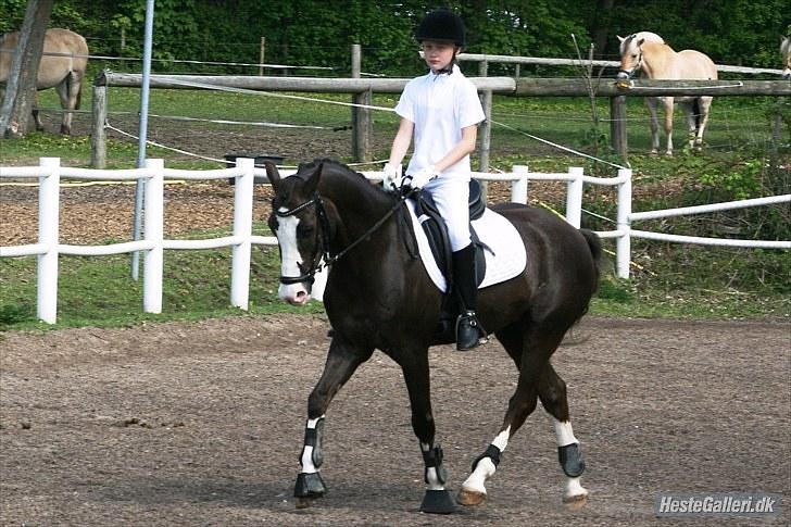 Welsh Pony (sec B) Sylvan's Rivaldo SOLGT:'( - Billede 7.
Første stævne i 2010 billede 7