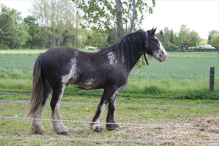 Tinker Lehmanns Ozzie <3  billede 7
