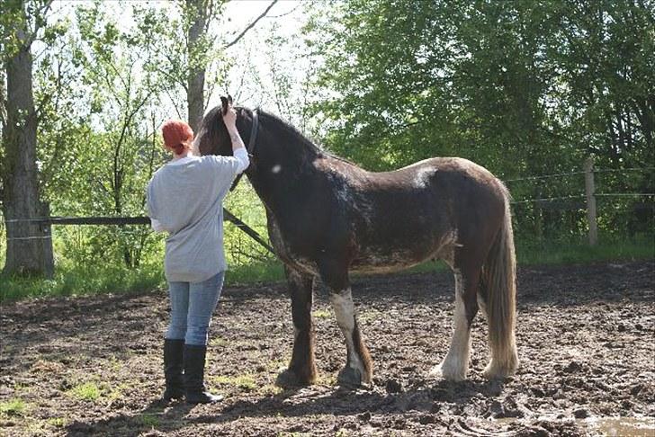Tinker Lehmanns Ozzie <3  billede 8