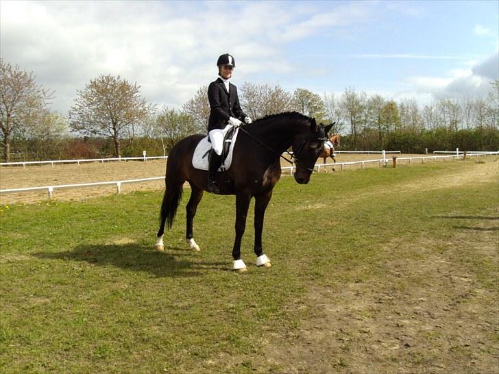 Hollandsk Varmblod Zoran billede 16