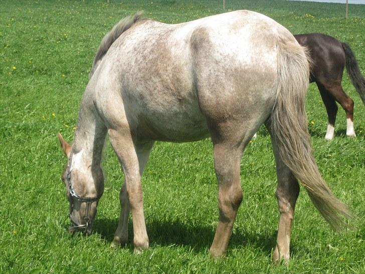 Appaloosa Challenge*Byttet* billede 2