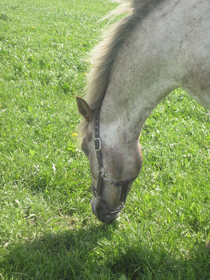 Appaloosa Challenge*Byttet* billede 3