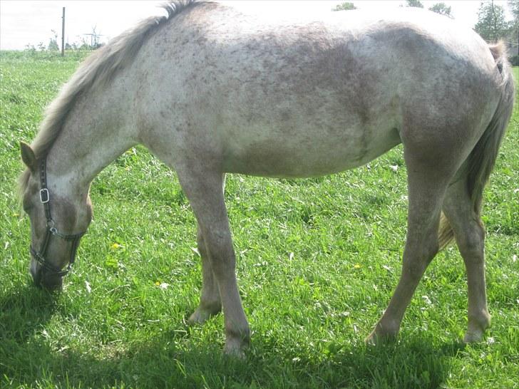 Appaloosa Challenge*Byttet* billede 4