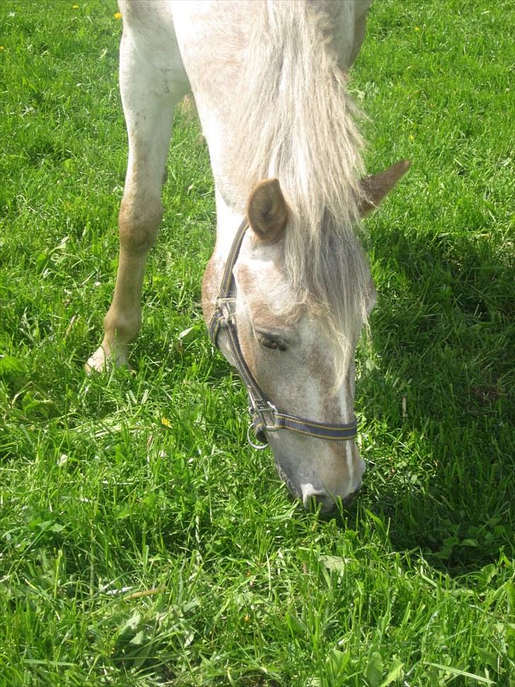 Appaloosa Challenge*Byttet* billede 5