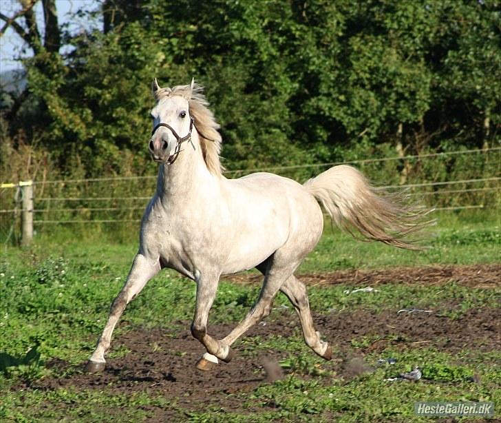 Anden særlig race Cédric Vasseur *SOLGT* - Fotograf: MiTo billede 1