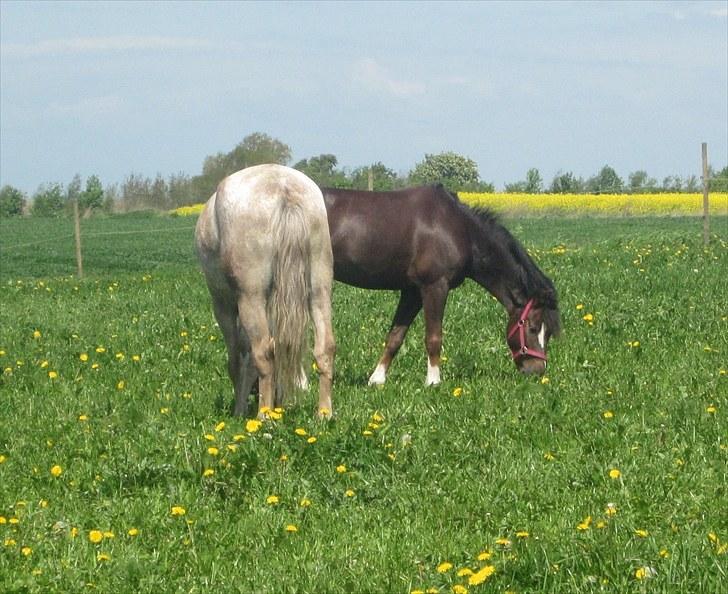 Appaloosa Challenge*Byttet* billede 6