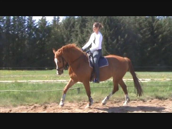 Dansk Varmblod Solbakkens Pigeon *R.I.P. billede 13