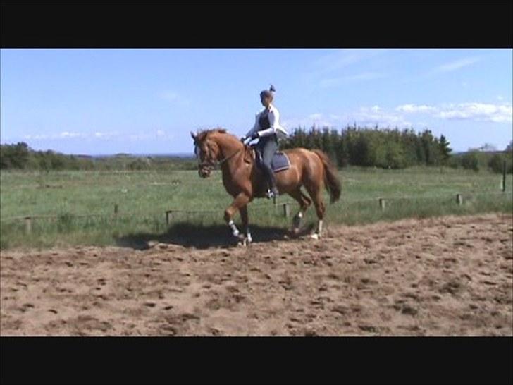 Dansk Varmblod Solbakkens Pigeon *R.I.P. billede 14