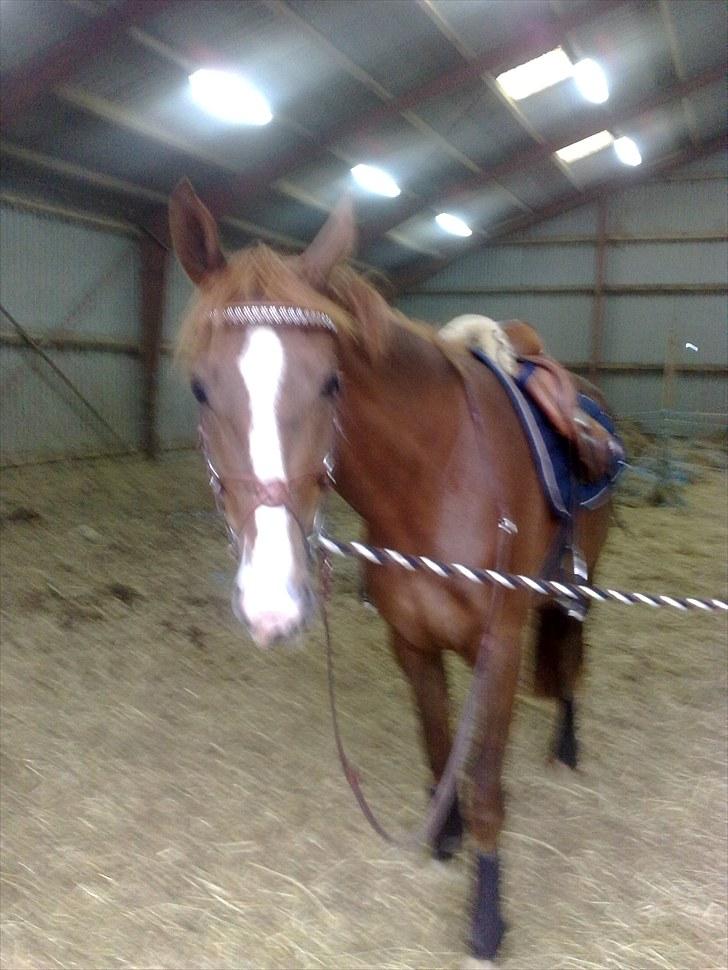 Anden særlig race Safir  - Safir <3 billede 1