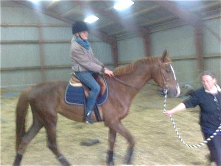 Anden særlig race Safir  - 2. gang med rytter :) super dygtig pige  billede 2