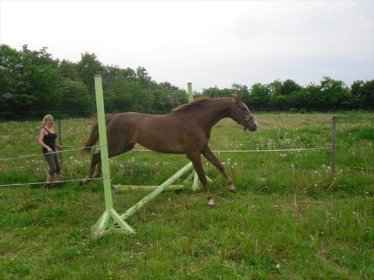 Anden særlig race Safir  - første gang hun ser et spring <3  billede 3