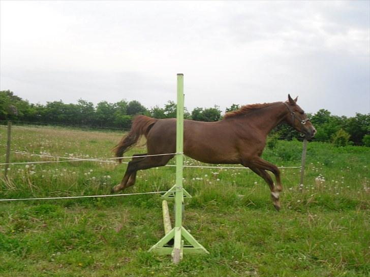Anden særlig race Safir  - såå smuk <3 løsspring, hun løb selv rundt og sprang :D billede 4