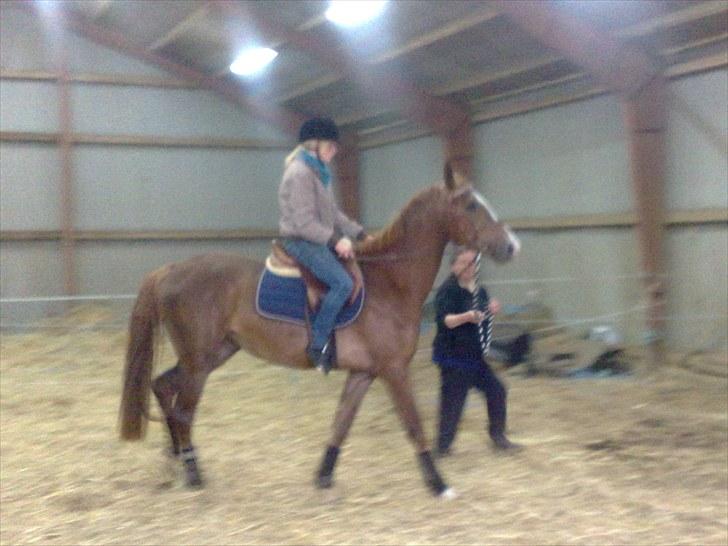 Anden særlig race Safir  - os 2. gang med rytter  billede 5