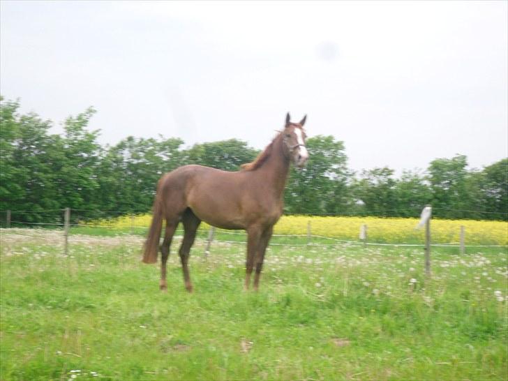 Anden særlig race Safir  - so beautiful <3 billede 6