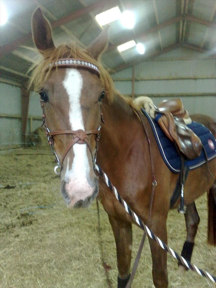 Anden særlig race Safir  billede 7