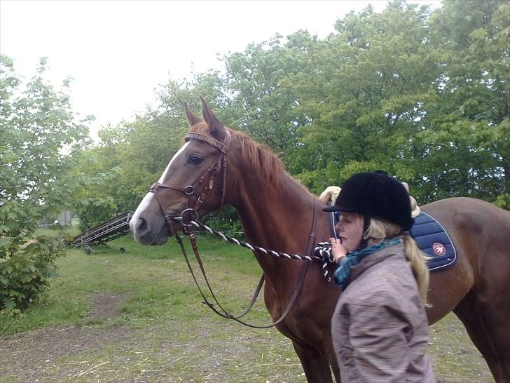 Anden særlig race Safir  - <3 billede 8