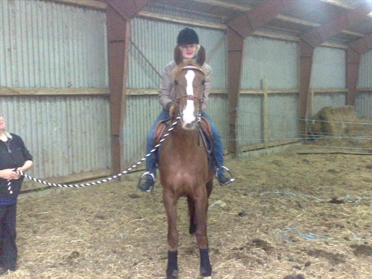 Anden særlig race Safir  billede 9