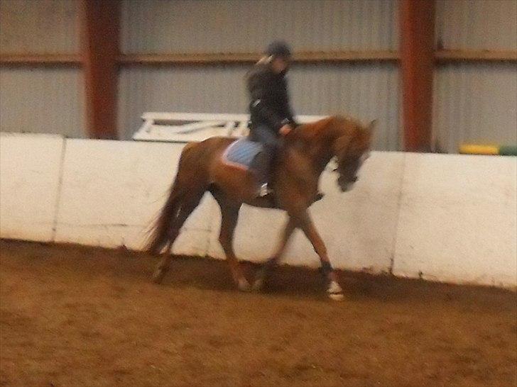 Anden særlig race Safir  - 14/5 2011 tilrdningen <3 min lille stjerne :)  billede 10