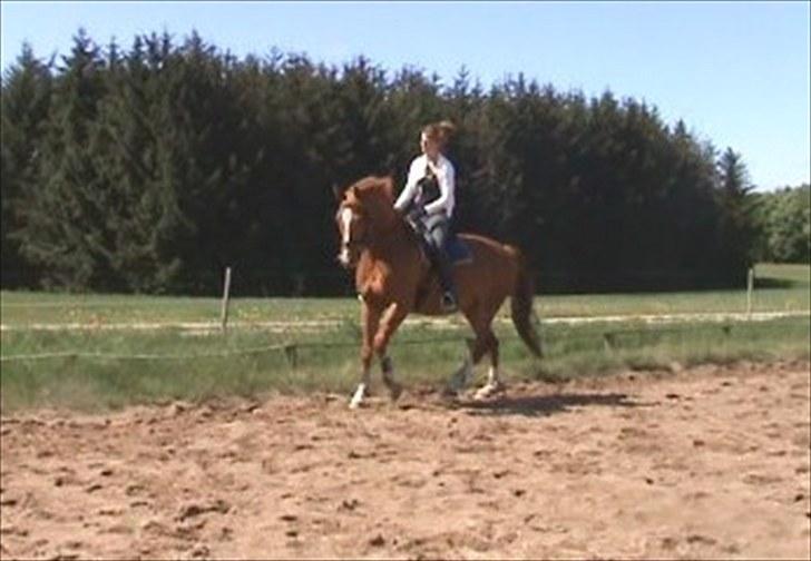 Dansk Varmblod Solbakkens Pigeon *R.I.P. billede 15