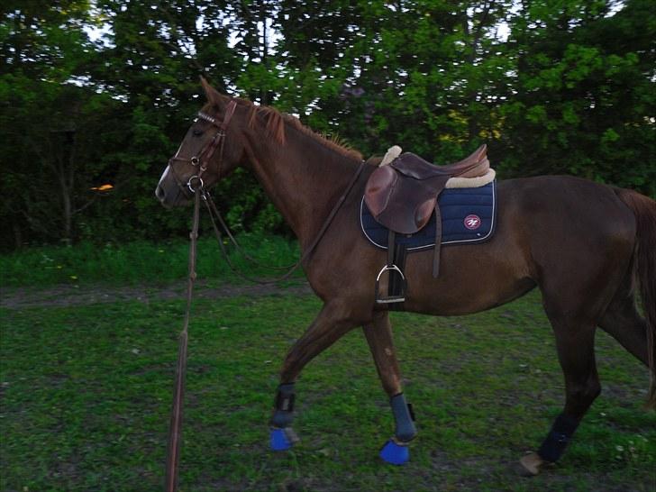 Anden særlig race Safir  billede 11