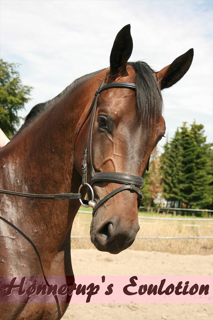 Dansk Varmblod Hønnerups Evolution billede 1